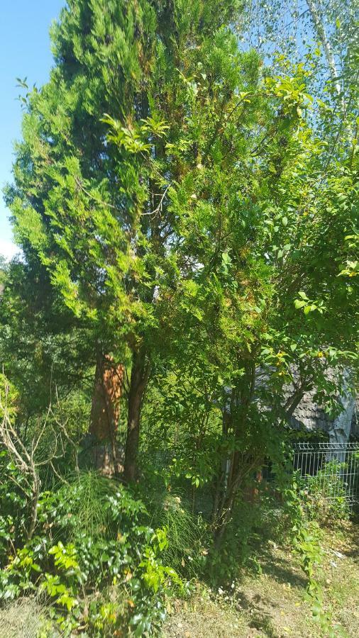 Casa Adelina Villa Valea Lunga-Cricov Eksteriør bilde
